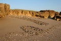 Sea Turtle tracks on beach at Blowing Rocks Preserve on Jupiter Island, Florida.