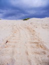 Sea turtle tracks on sandy beach on galapagos islands Royalty Free Stock Photo
