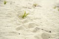 Sea turtle tracks white grainy rippled sand texture background Royalty Free Stock Photo