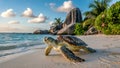 Sea Turtle on Tropical Beach at Sunset with Palm Trees Royalty Free Stock Photo