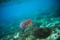 Sea turtle in tropical seashore. Marine tortoise underwater photo. Royalty Free Stock Photo