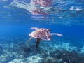 Sea turtle in tropical seashore. Seaworld underwater photo. Green turtle undersea. Royalty Free Stock Photo