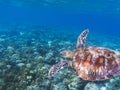 Sea turtle in tropical seashore. Seaworld underwater photo. Green turtle undersea. Royalty Free Stock Photo