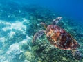 Sea turtle in tropical seashore underwater photo. Cute green turtle undersea. Royalty Free Stock Photo