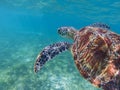 Sea turtle in tropical seashore, underwater photo of marine wildlife. Snorkeling with sea turtle. Royalty Free Stock Photo