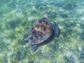 Sea turtle in tropical seashore, underwater photo of marine wildlife. Swimming with sea tortoise. Marine turtle undersea Royalty Free Stock Photo