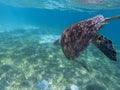 Sea turtle in tropical seashore, underwater photo of marine wildlife. Sea tortoise diving. Marine turtle undersea Royalty Free Stock Photo