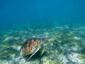 Sea turtle in tropical seashore, underwater photo of marine wildlife. Marine turtle undersea closeup Royalty Free Stock Photo