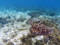 Sea turtle in tropical sea shore. Marine tortoise underwater photo. Royalty Free Stock Photo