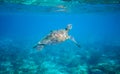 Sea turtle in turquoise blue water. Green sea turtle closeup. Wildlife of tropical coral reef. Royalty Free Stock Photo