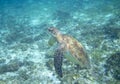 Sea turtle in turquoise blue water. Green turtle underwater photo. Wild marine tortoise in natural environment Royalty Free Stock Photo