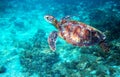 Sea turtle in turquoise blue water. Tropical island seashore nature. Royalty Free Stock Photo