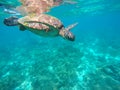 Sea turtle in turquoise water. Green sea turtle close photo. Lovely tortoise closeup. Royalty Free Stock Photo