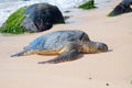 Sea turtle in turtle bay, Oahu island, Hawaii Royalty Free Stock Photo