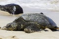 Sea Turtle on Turtle Beach Royalty Free Stock Photo