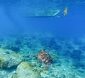Sea turtle under boat. Wild turtle swims underwater in blue tropical sea. Royalty Free Stock Photo