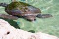 Sea Turtle Under Water