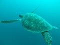 Sea turtle under water