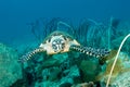 Sea turtle underwater