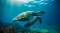 Sea turtle underwater, blue clear water, sun's rays make their way through water. Underwater world. Sea inhabitants Royalty Free Stock Photo