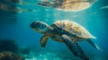 Sea turtle underwater, blue clear water, sun's rays make their way through water. Underwater world. Sea inhabitants Royalty Free Stock Photo
