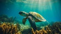 Sea turtle underwater, blue clear water, sun's rays make their way through water. Underwater world. Sea inhabitants Royalty Free Stock Photo