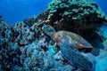 Sea turtle underwater on blue water background Royalty Free Stock Photo