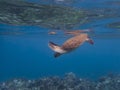 Sea Turtle Underwater Clear Blue Ocean Reef Below Surface Above Royalty Free Stock Photo