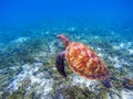 Sea turtle underwater closeup. Green sea turtle closeup. Endangered species of tropical coral reef.