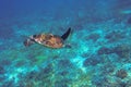 Sea turtle underwater. Coral reef animal in ocean waters. Marine tortoise undersea. Green turtle in natural environment Royalty Free Stock Photo