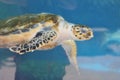 Sea turtle underwater Royalty Free Stock Photo