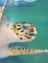 Sea turtle underwater Royalty Free Stock Photo