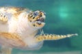 Sea turtle underwater Royalty Free Stock Photo