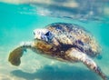 Sea turtle underwater at Hikkaduwa beach