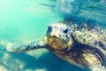 Sea turtle underwater at Hikkaduwa beach