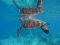 Sea turtle underwater with its reflection in water surface. Green turtle closeup.