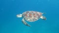 Sea turtle underwater Royalty Free Stock Photo