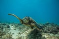 Sea Turtle Underwater Royalty Free Stock Photo