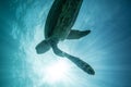 Sea Turtle Underwater Royalty Free Stock Photo