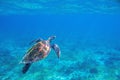 Sea turtle underwater photo. Endangered sea turtle closeup. Wildlife of tropical coral reef. Sea tortoise in water. Royalty Free Stock Photo