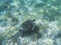 Sea turtle underwater photo. Green sea turtle swimming. Wildlife of tropical coral reef. Sea tortoise in open water Royalty Free Stock Photo