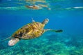 Sea turtle underwater photo. Marine green sea turtle closeup. Wildlife of tropical coral reef. Royalty Free Stock Photo