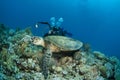 Sea turtle and underwater photographer Royalty Free Stock Photo