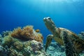 Sea Turtle Underwater