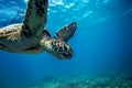 Sea Turtle Underwater