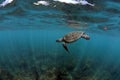 Sea turtle underwater Royalty Free Stock Photo