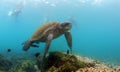 Sea turtle underwater Royalty Free Stock Photo