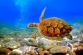 Sea turtle. Red Sea Royalty Free Stock Photo