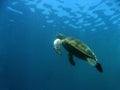 sea turtle Up for air sipadan borneo Royalty Free Stock Photo