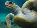 Sea turtle up close